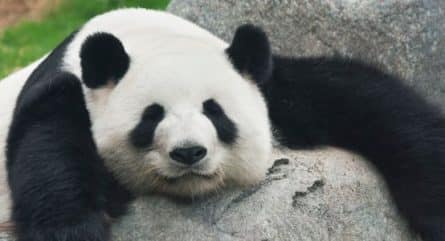 Are panda bears related to other cute bears?