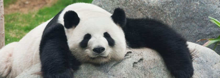 Are panda bears related to other cute bears?