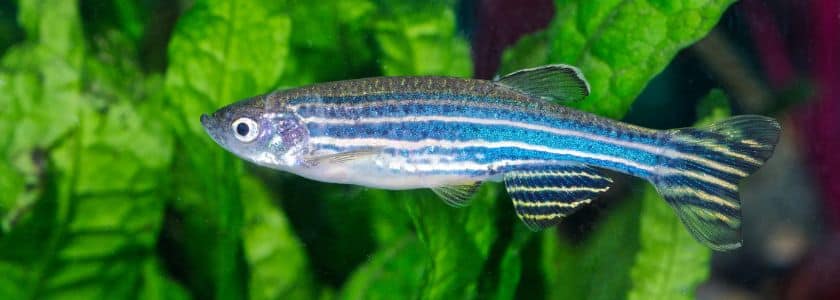 Zebrafish for a CRISPR gene editing win once again