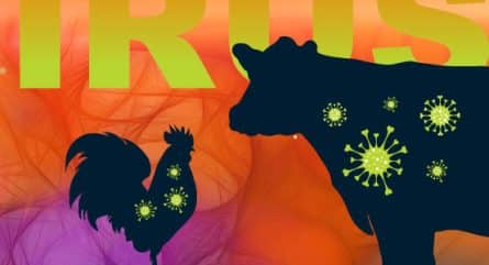 New bird flu variant has public health officials on edge