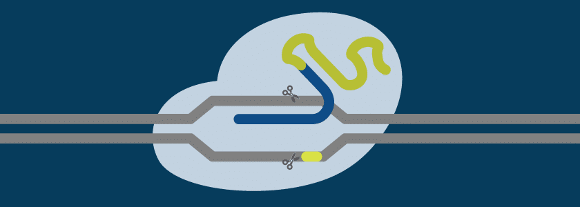 How to design guide RNAs for CRISPR