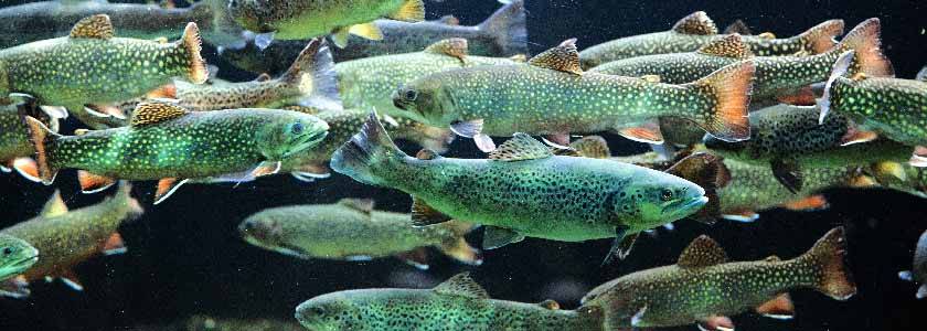 CRISPR in cell cultures: Not quite as easy as 1-2-3