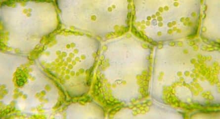 Chloroplast: Structure, genome, and function