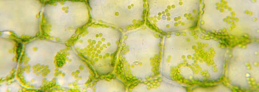 Chloroplast: Structure, genome, and function