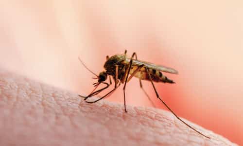 Malaria vaccine and tsetse fly gene studies
