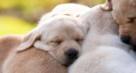 Hip dysplasia in your beloved dog? Prime editing may offer a future solution