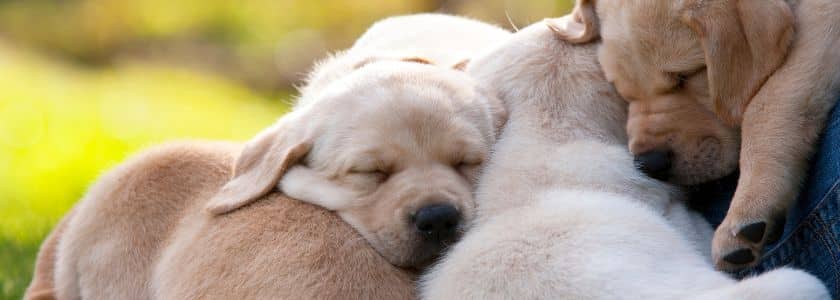 Hip dysplasia in your beloved dog? Prime editing may offer a future solution