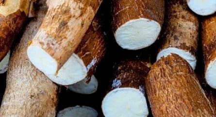 CRISPR-editing a crucial food to make it safer for humans