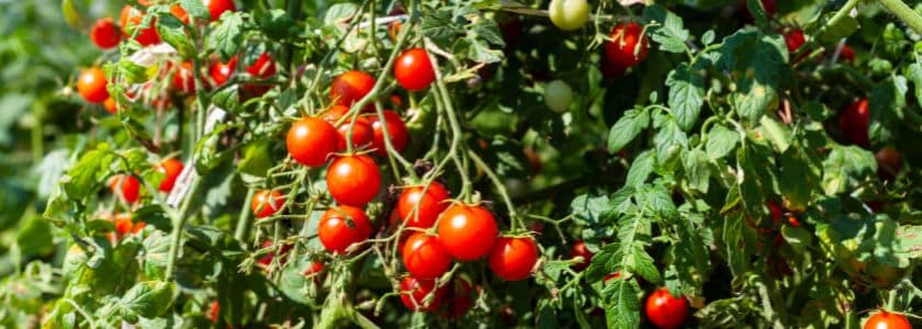 Genetically modified tomatoes add a dose of vitamin D