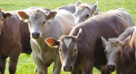 CRISPR produces a calf resistant to a major killer