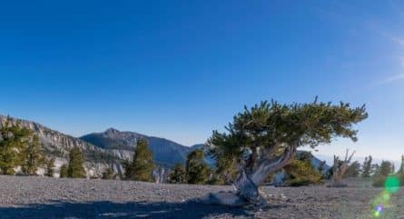 Why do bristlecone pines live so dang long? It may be in their DNA
