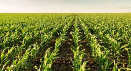 Can CRISPR help ease climate change food insecurity in Africa?