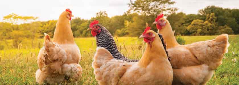 Would you like a glass of hornless cow milk with your influenza-immune chicken divan?