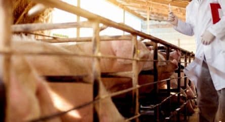 Could gene-edited bacon be coming to a grocery aisle near you?