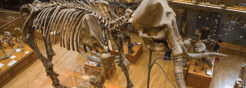 A new NGS milestone: The million-year-old genome